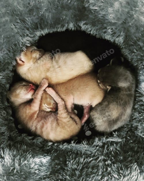 Four Small Kittens Sleeping in a Fluffy Bed
