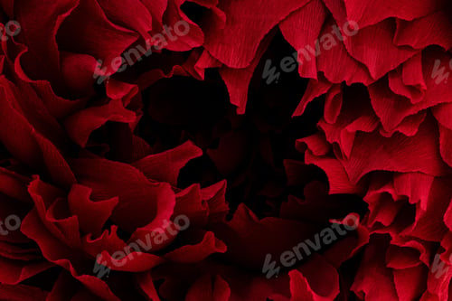 Preview: Closeup shot of an red ocean rose - perfect for wallpapers