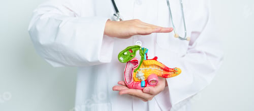 Preview: Doctor with human Pancreatitis anatomy model with Pancreas