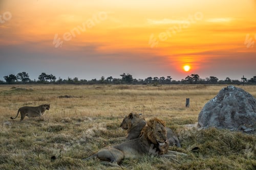 Preview: Lions at Sunset