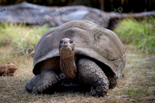 Preview: Majestic Aldabra Giant Tortoise in Lush Tropical Habitat