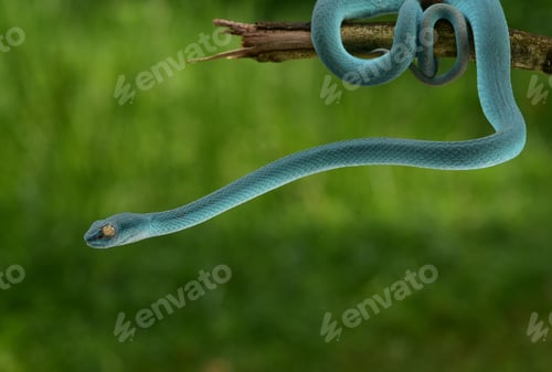 Preview: Close up of arboreal snake, Trimeresurus insularis, Indonesian pit viper