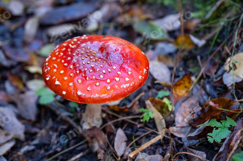 Vorschau: wunderschöner roter Fliegenpilz im Herbstwald