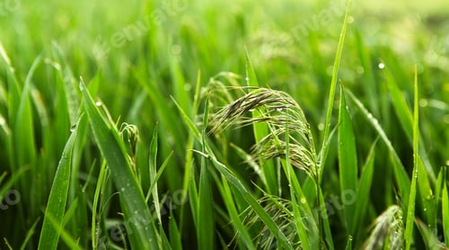Preview: Drops of dew on lush, fresh green