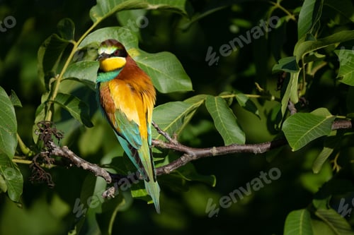 Preview: European bee-eater in walnut tree