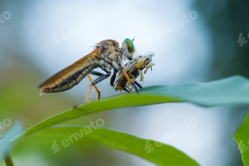 Preview: robberfly with prey