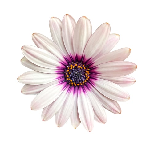 Preview: Whie and pink Osteosperumum Flower Daisy Isolated on White Background. Macro Closeup.