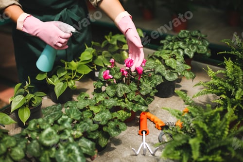 Preview: Close up woman hands in pink gloves spraying flowers in greenhouse
