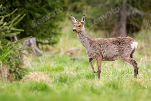 Preview: Pregnant roe deer doe changing coating on a glade in mountains during springtime