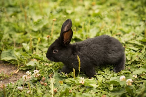 Preview: Little rabbit on green grass