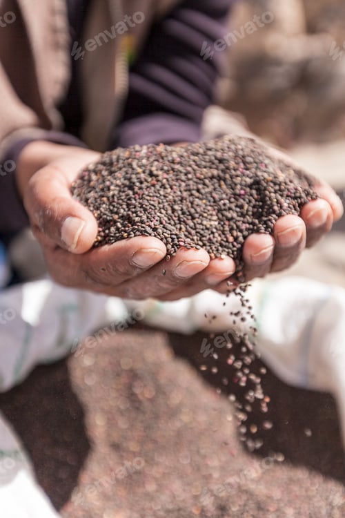 Preview: Male hands holding black quinoa, Salar de Uyuni, Southern Antiplano, Bolivia, South America