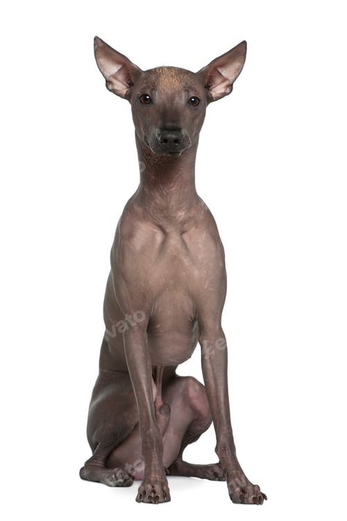 Preview: Peruvian hairless dog, 8 months old, sitting in front of white background
