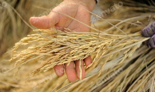Preview: farmer hand holding Jasmine rice.