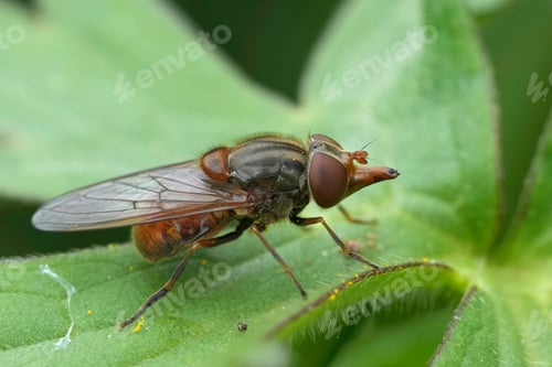 Preview: Closeup on the red colored European Common Sount-fly, Rhingia campestris sitting on a green leaf