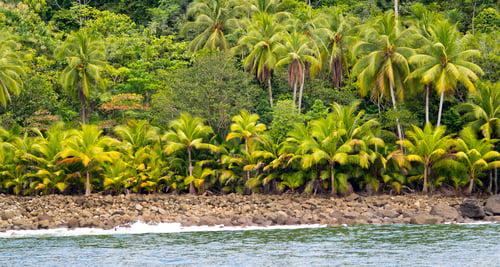 Preview: Seascape, Marino Ballena National Park, Costa Rica