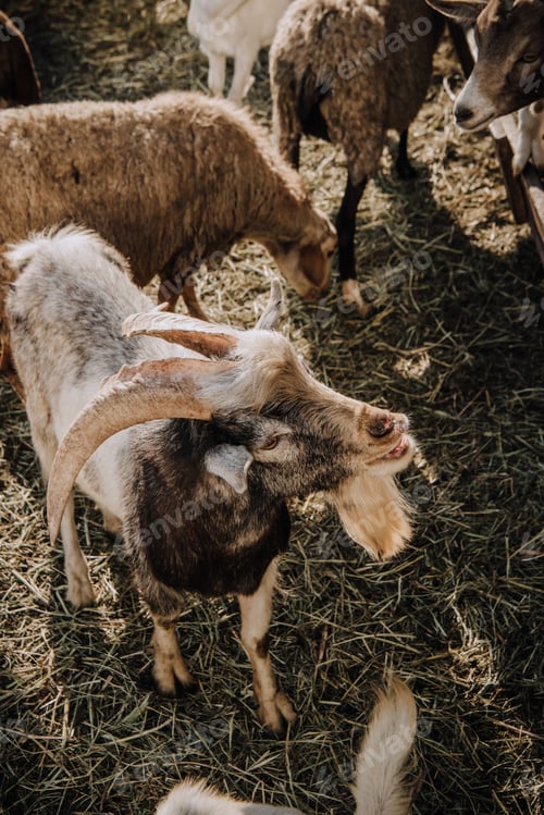 Preview: high angle view of goats and sheep grazing in corral at farm