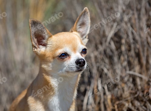 Preview: dog on the beach