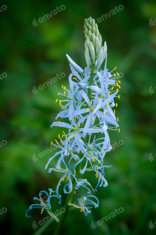 Preview: Vertical shallow focus closeup shot of a blue Camas flower on a blurred green background