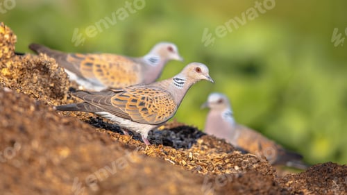 Preview: Two Turtle dove perched on ground alert