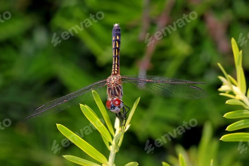 Preview: Dragonfly On Green Leaves - Photograph Of A Dragonfly Resting On The Leaf Of A Green Bush