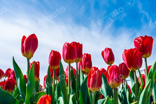 Preview: Vibrant Red Tulips Blooming Under a Bright Blue Sky in the Netherlands A Floral Symphony