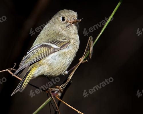 Preview: Ruby-crowned Kinglet