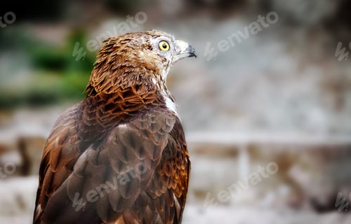 Preview: Close-up portrait of spotted eagle on blurry background