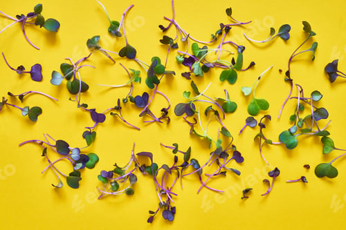 Preview: Germinated radish sprouts on yellow background. Healthy food concept. Organic food.
