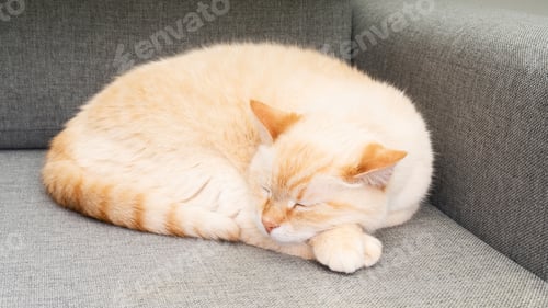 Preview: Pastel orange mixed breed cat sleeping on grey sofa. Atmospheric moments lifestyle.