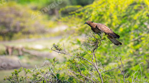 Preview: Crested honey buzzard perched on a branch in a lush, green environment, hooked beak and yellow eyes.