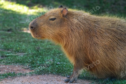 Vorschau: Capybara (Hydrochoerus hydrochaeris) - Weltweit größtes Nagetier