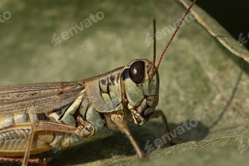 Vorschau: Grashüpfer sitzt an einem sonnigen Tag in Beach, North Dakota auf einem Blatt