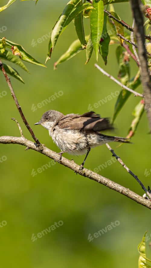 Preview: Lesser whitethroat bird (Sylvia Curruca) on a branch