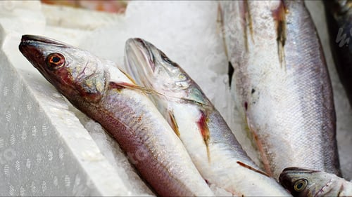 Preview: Seafood Raw Fish on a Market Store