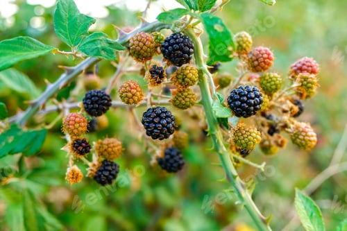 Preview: Wild blackberries ripening during the fall.