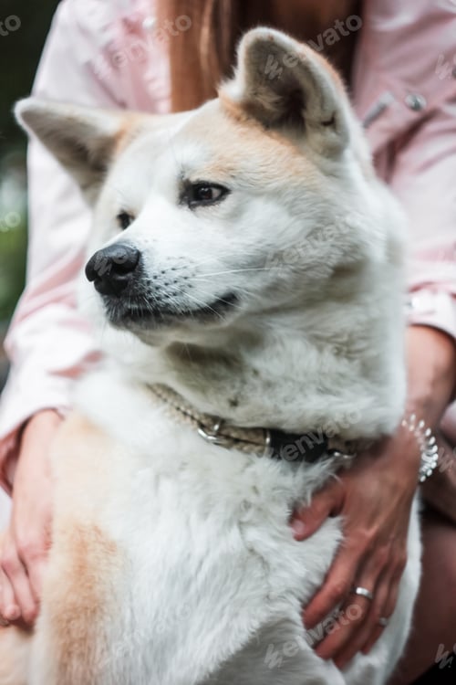 Preview: Japanese dog Akita inu portrait with young woman outdoors