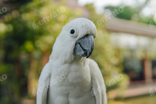 Preview: Sulphur-crested cockatoo, a white parrot with a yellow beak stands on a ledge.