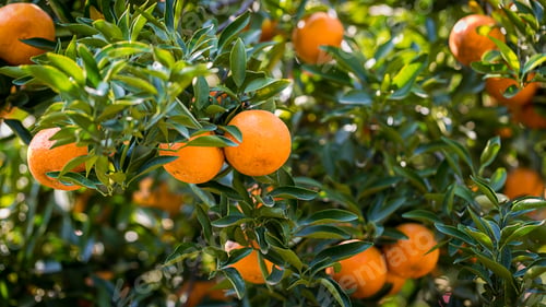 Preview: Ripe and fresh oranges hanging on branch, orange orchard. Orange on tree. Orange garden.