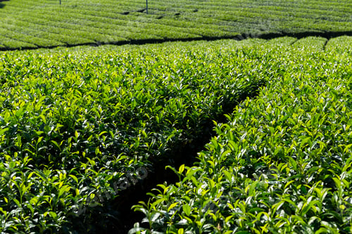 Preview: Green tea farm