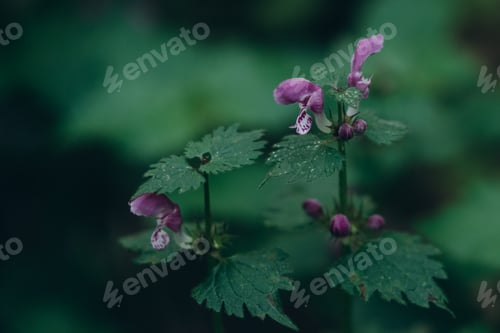 Preview: Lamium plant in the forest