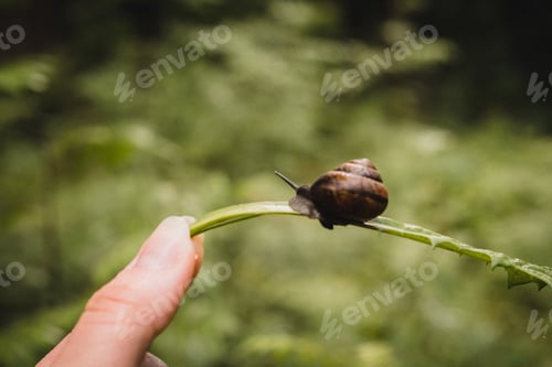 Preview: Snail in the woods / greenery / beauty in nature