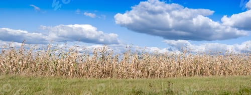 Preview: corn filed panorama