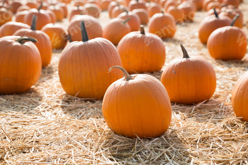 Preview: Pumpkins in a pumpkin patch