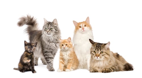 Preview: Group of 5 cats in a row : Norwegian, Siberian and persian cat