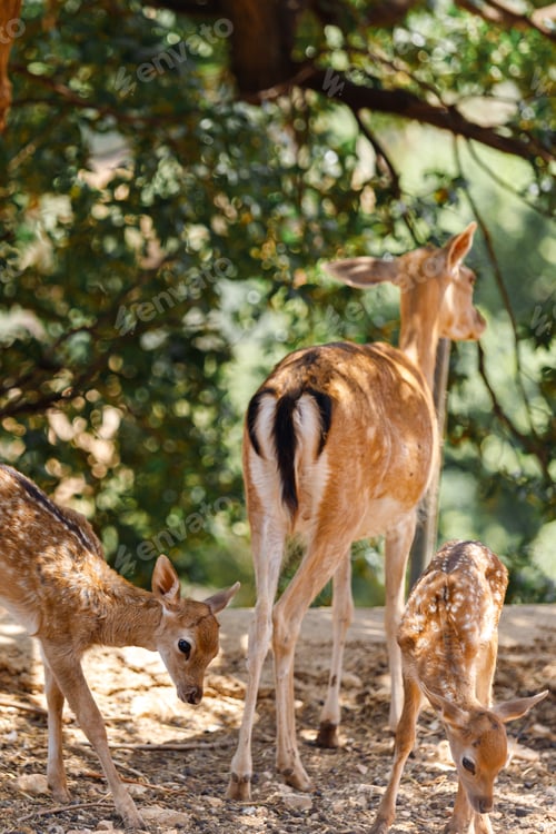 Preview: A Fawn is looking at camera. Deer