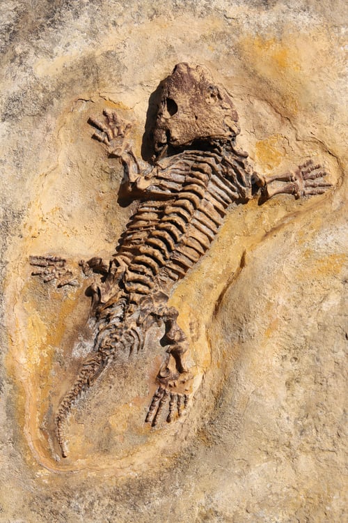 Preview: Seymouria baylorensis - cast of fossil Early Permian period