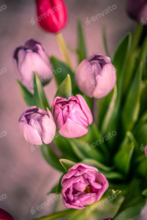 Preview: Vertical shot of a bunch of beautiful purple tulips on a blurry background