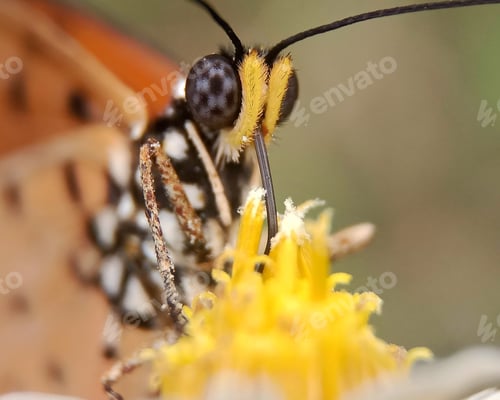 Preview: Butterfly