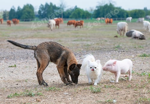 Preview: pig and dogs in farm