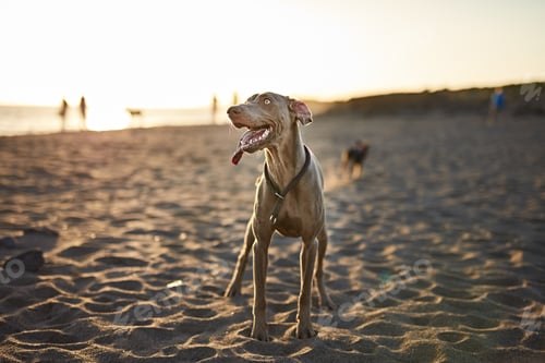 Preview: Funny dog on beach